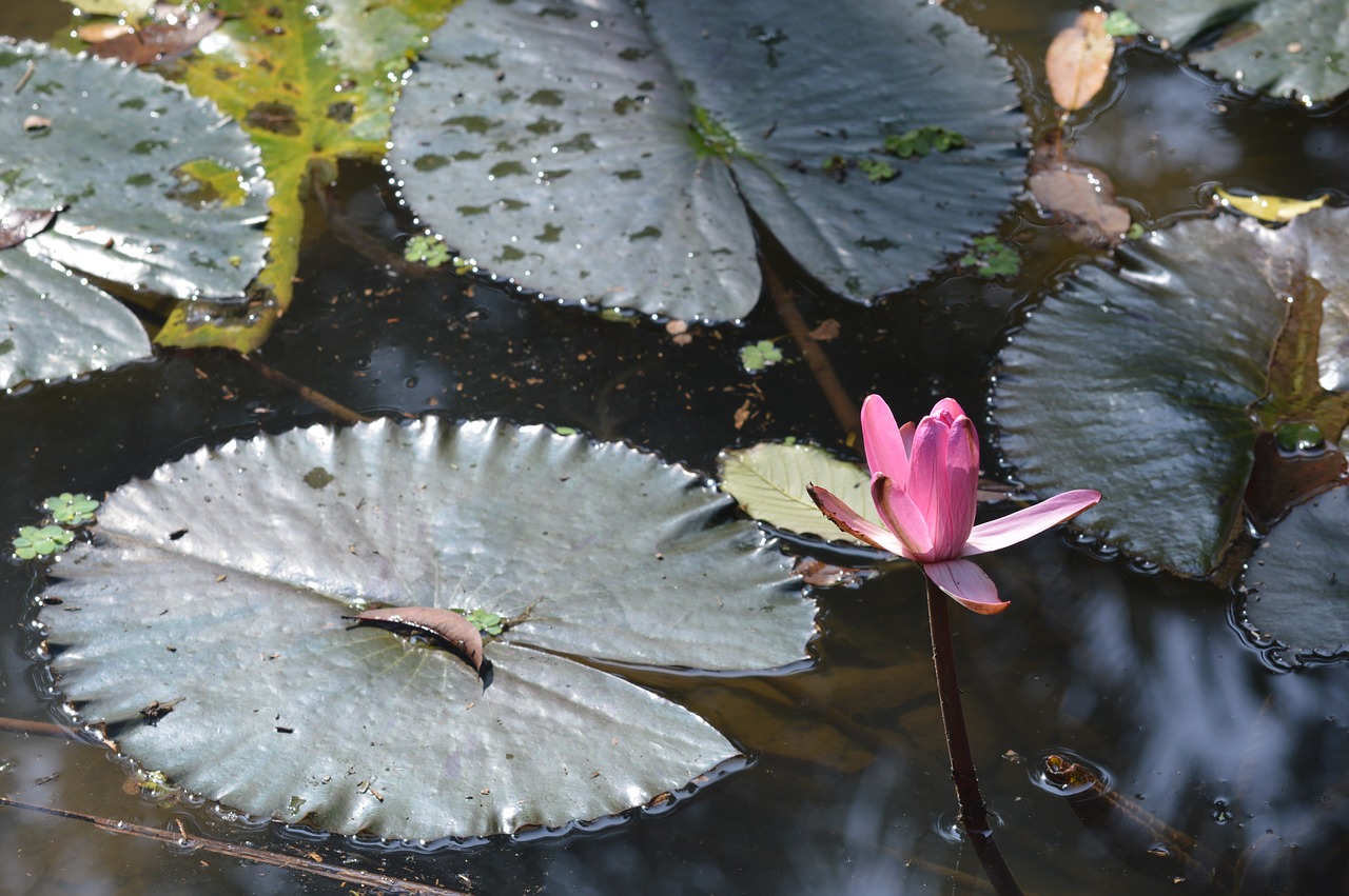 waterlily  pink  pond free photo