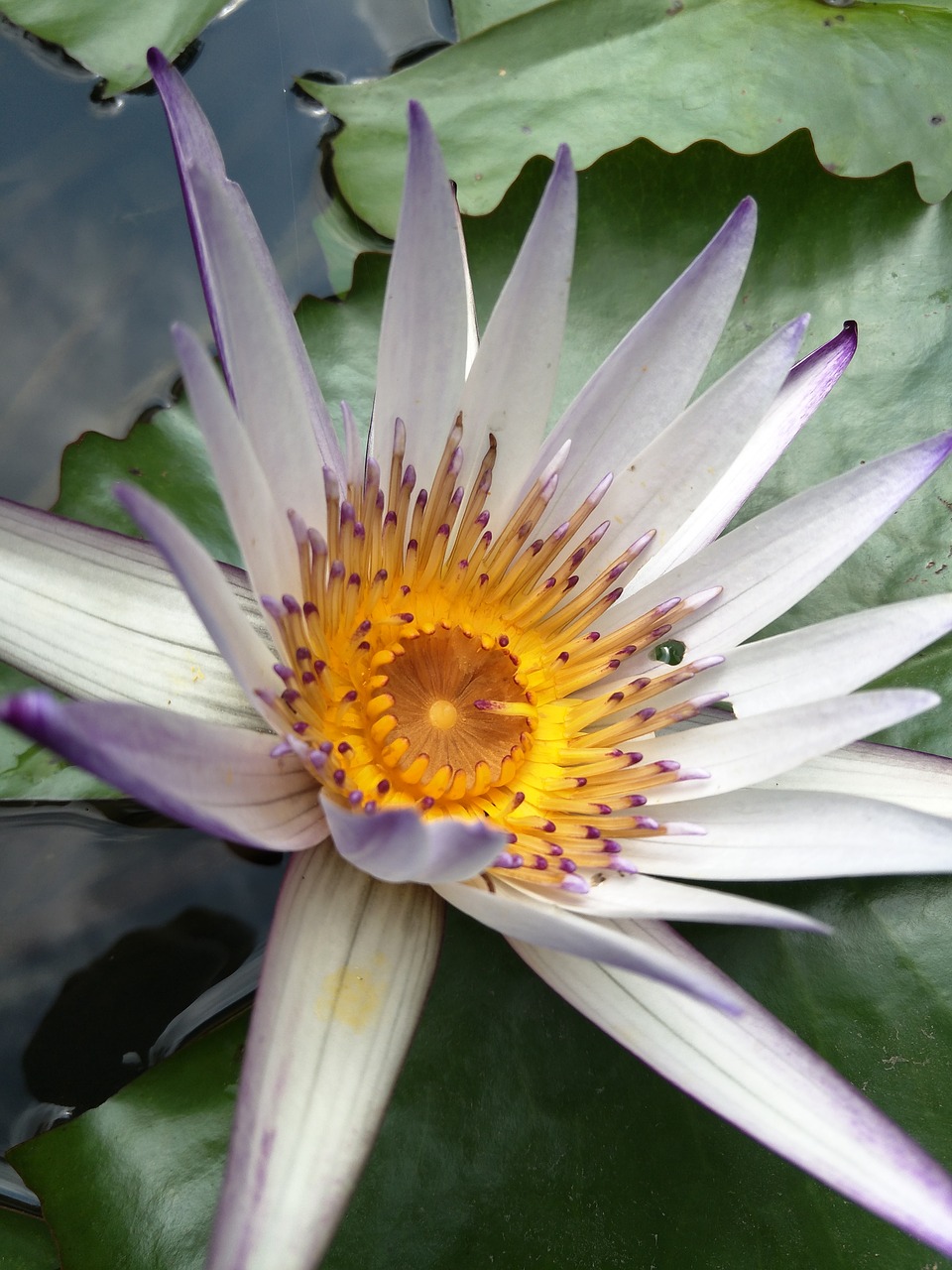 waterlily  lotus  plant free photo