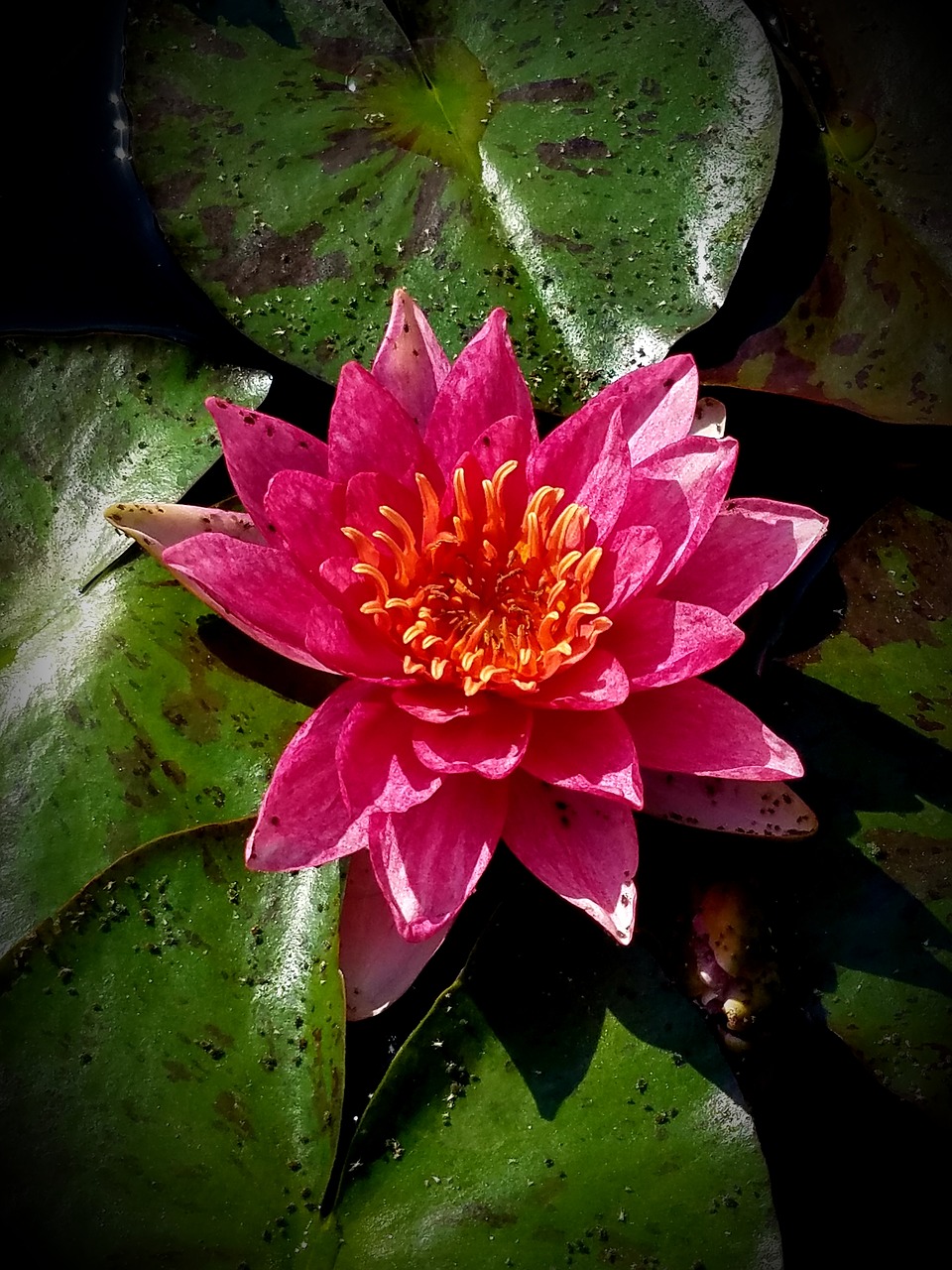 waterlily  blossom  lily free photo