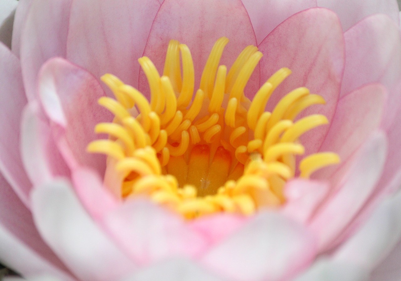 waterlily  pink  flower free photo