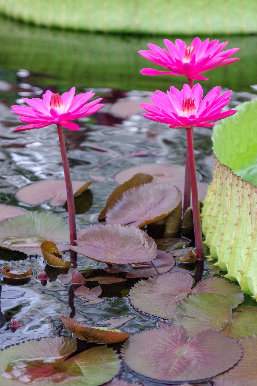 waterlily  water plant  floating free photo