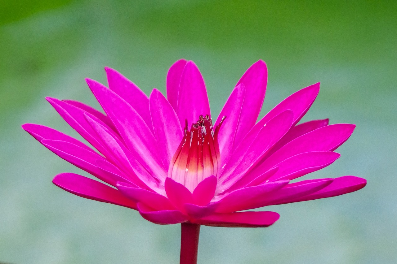 waterlily  flower  plants free photo