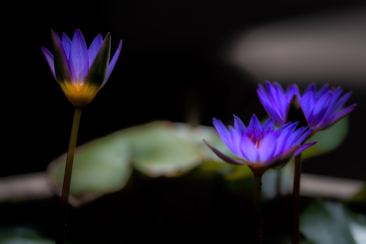 waterlily  zen  bloom free photo