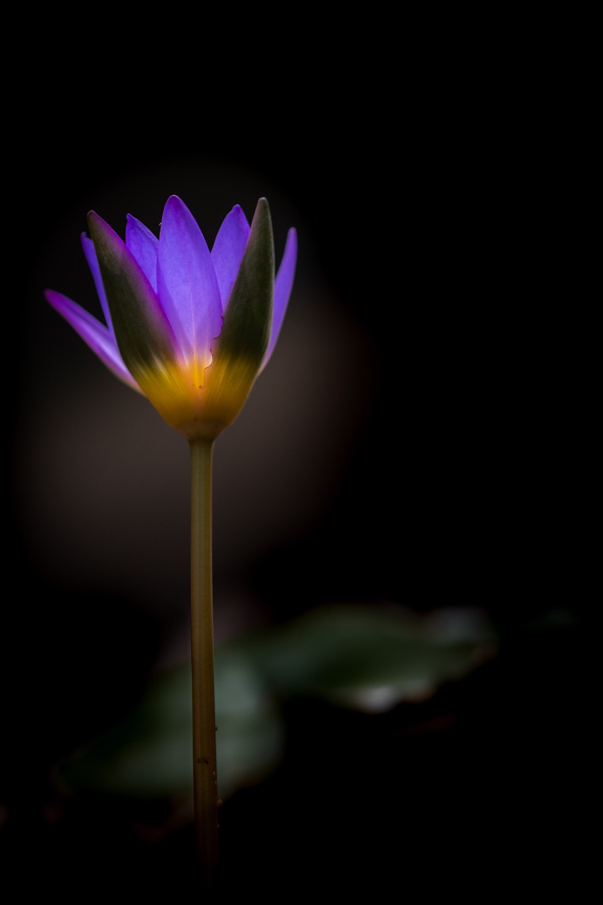 waterlily  flower  zen free photo