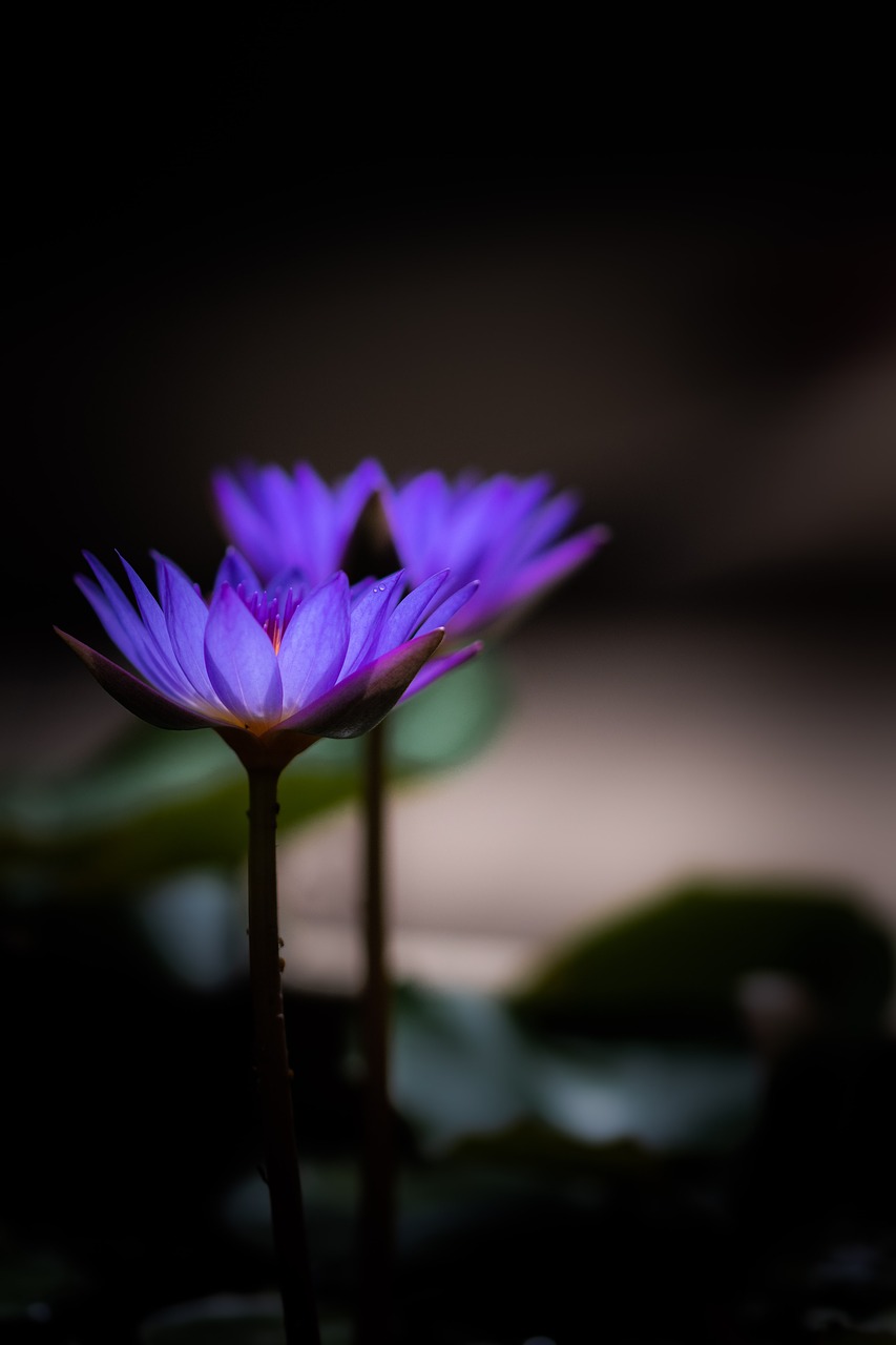 waterlily  zen  bloom free photo