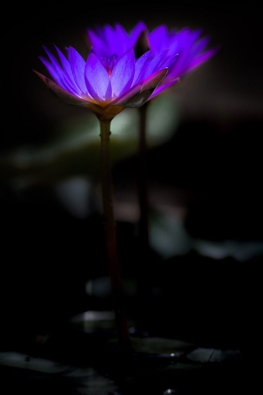 waterlily  flower  zen free photo