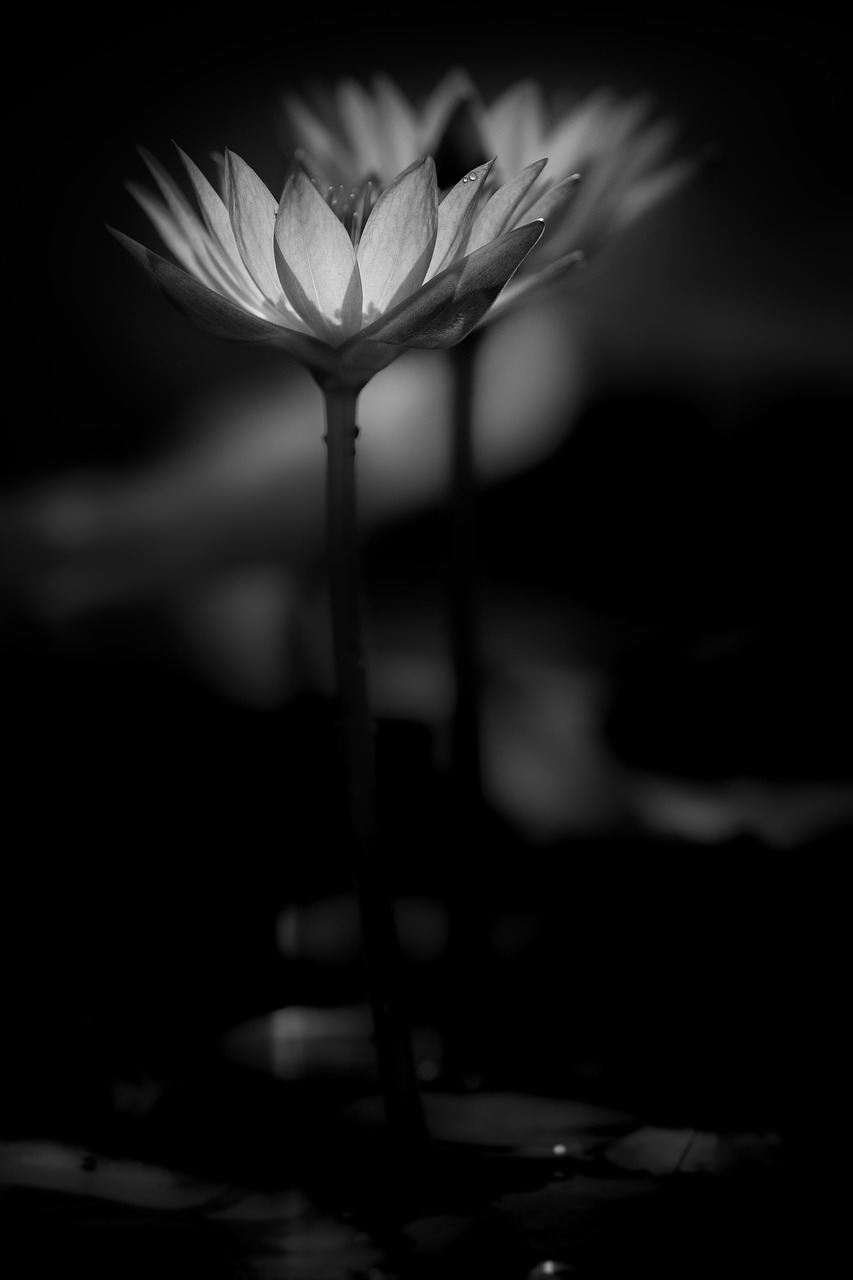 waterlily  flower  zen free photo