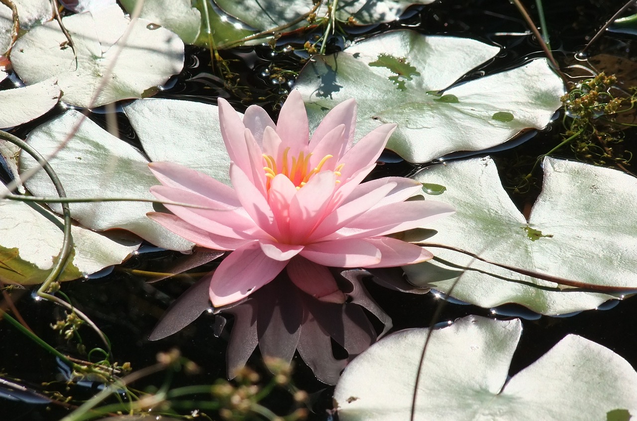 waterlily lagoon flower free photo