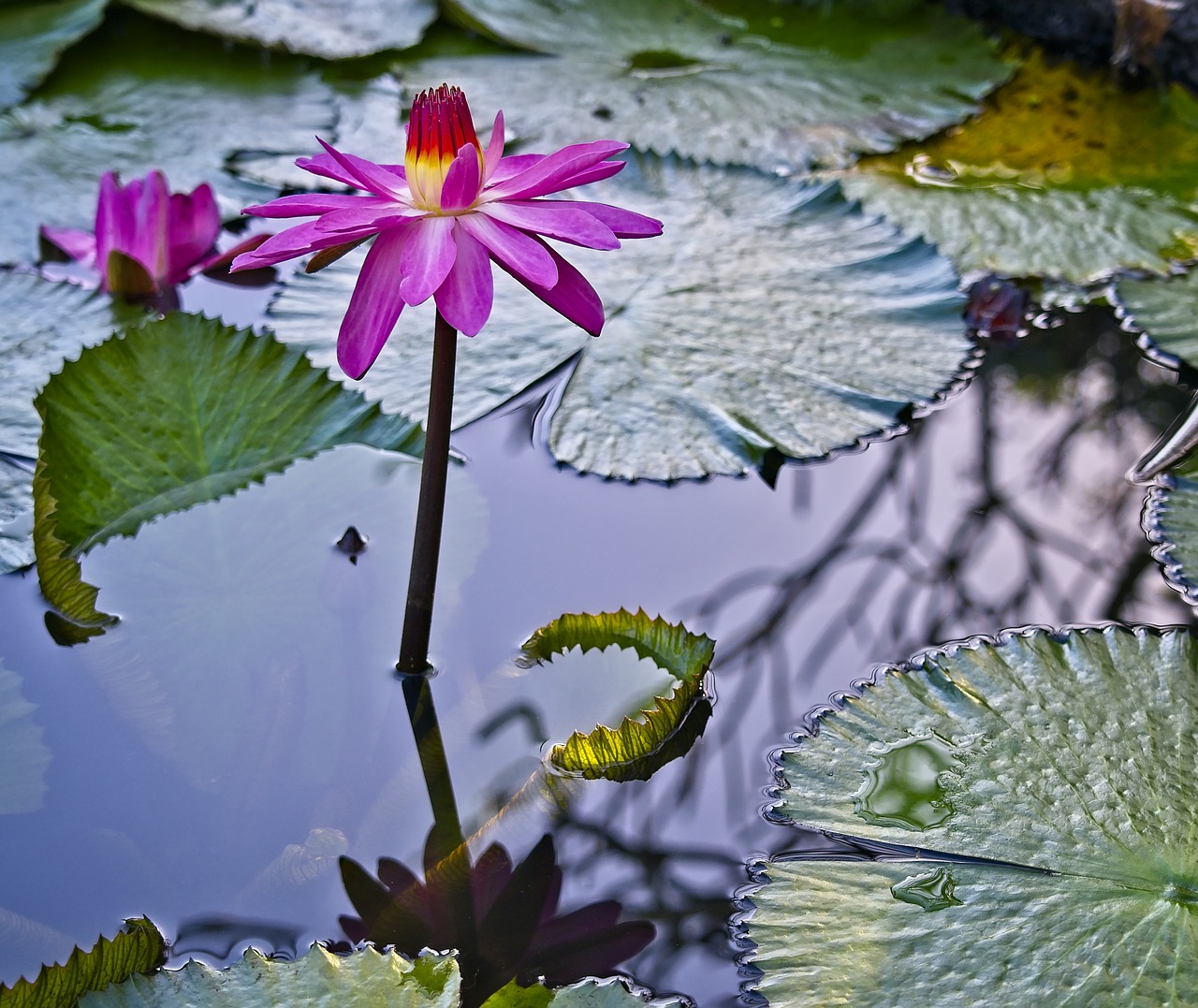 waterlily  pond  nymphaea free photo