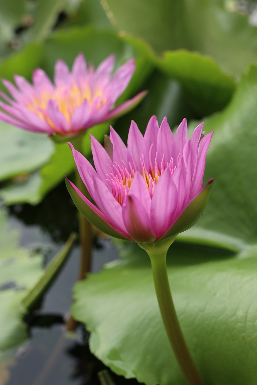 waterlily  flowers  garden free photo