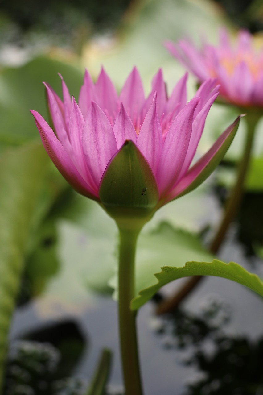 waterlily  lotus  pond free photo