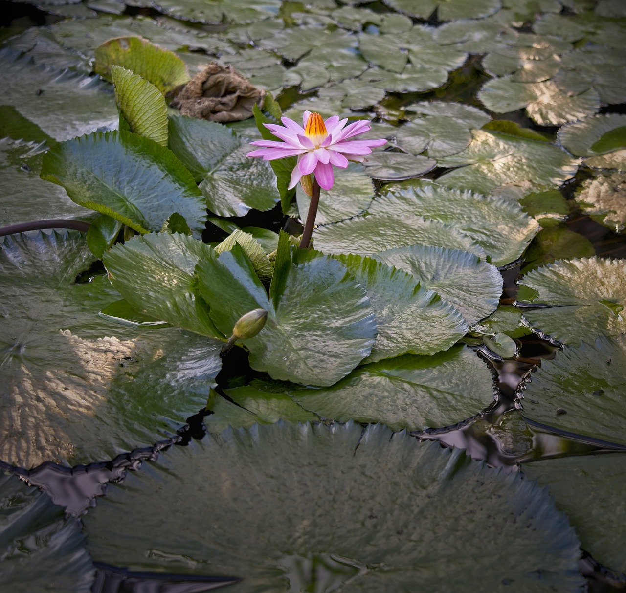 waterlily  water lily  nymphae free photo