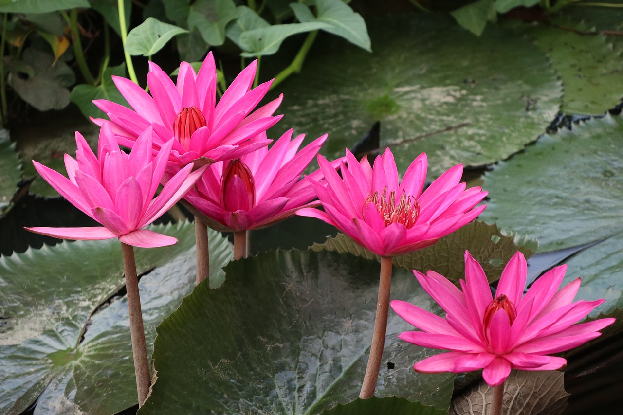 waterlily  lotus  pink free photo