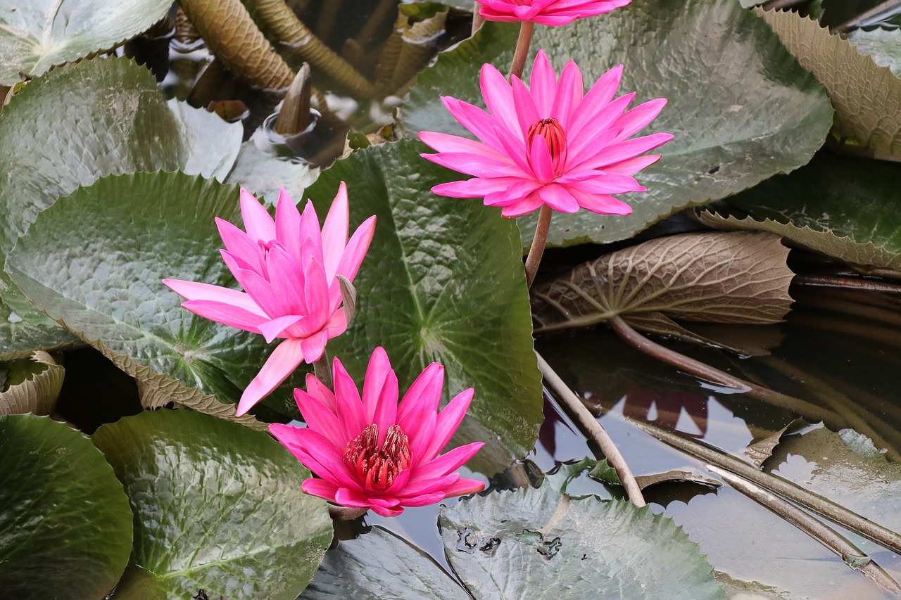 waterlily  lotus  pink free photo