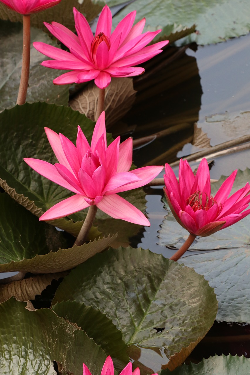 waterlily  lotus  pink free photo