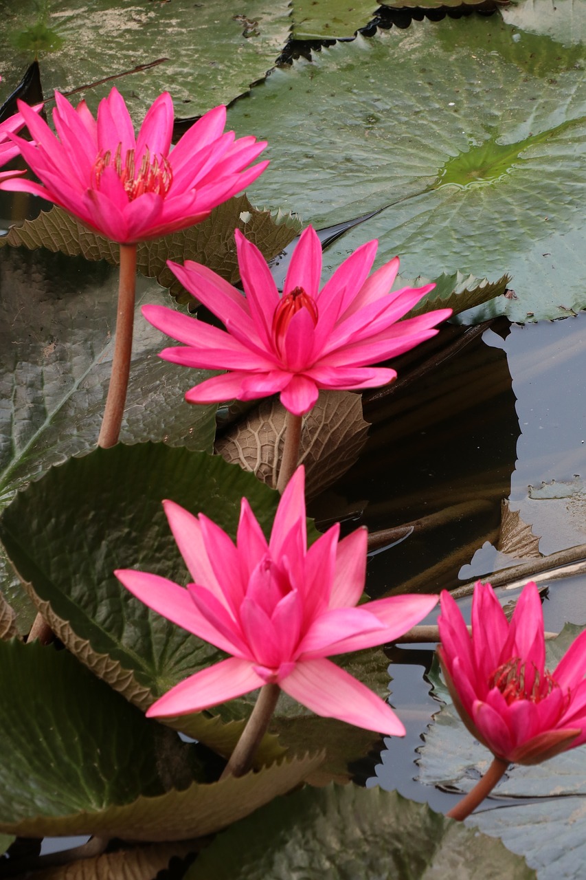 waterlily  lotus  pink free photo