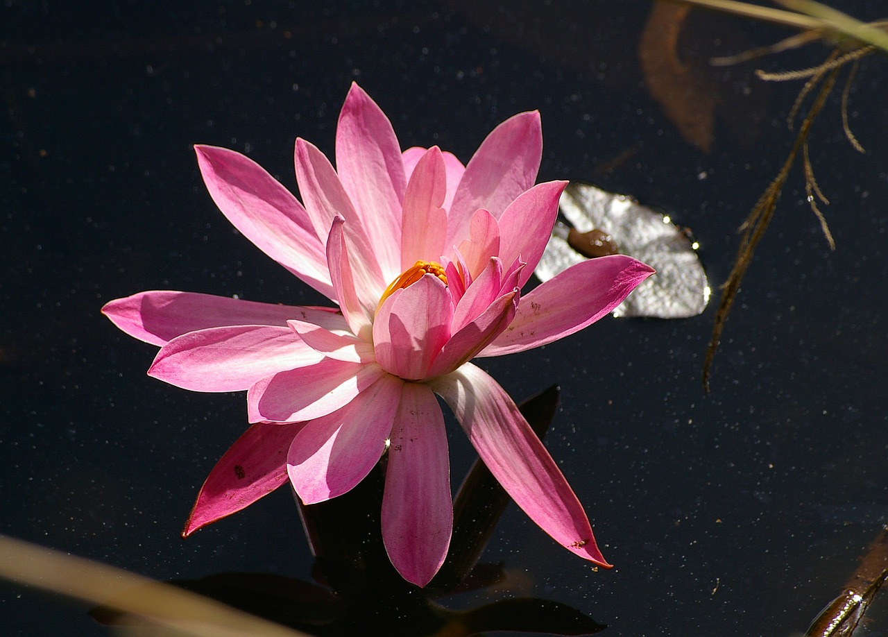 waterlily lily water free photo