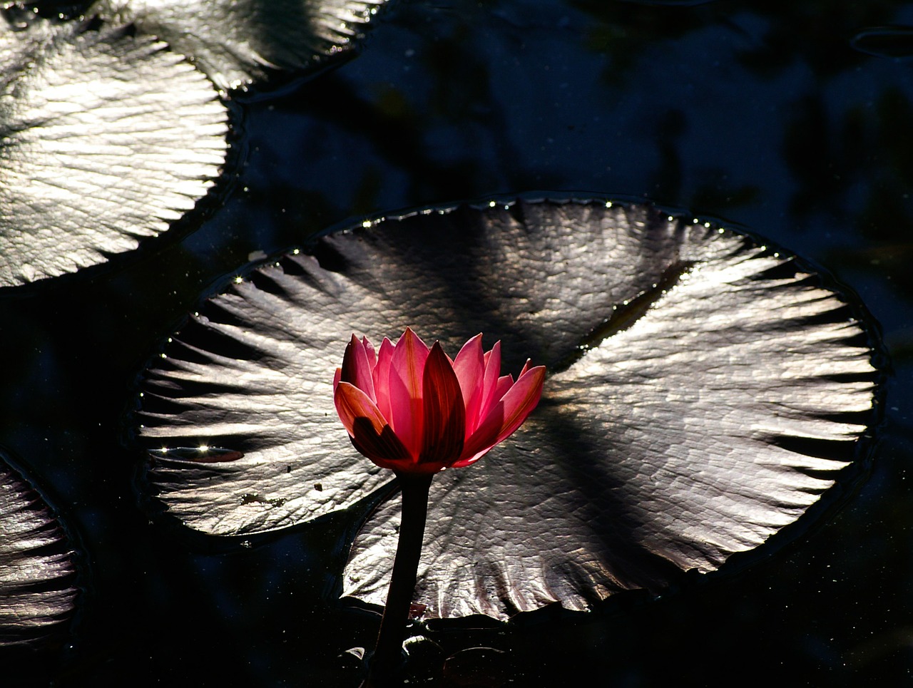 waterlily lily water free photo