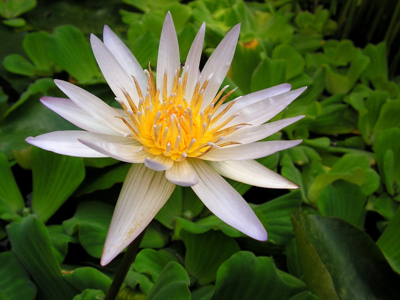 waterlily white flower free photo