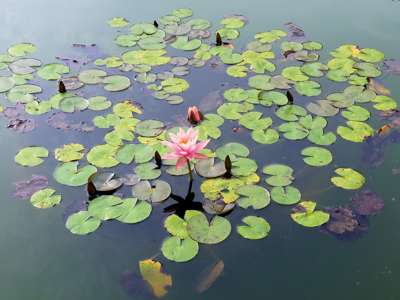 waterlily flower water free photo