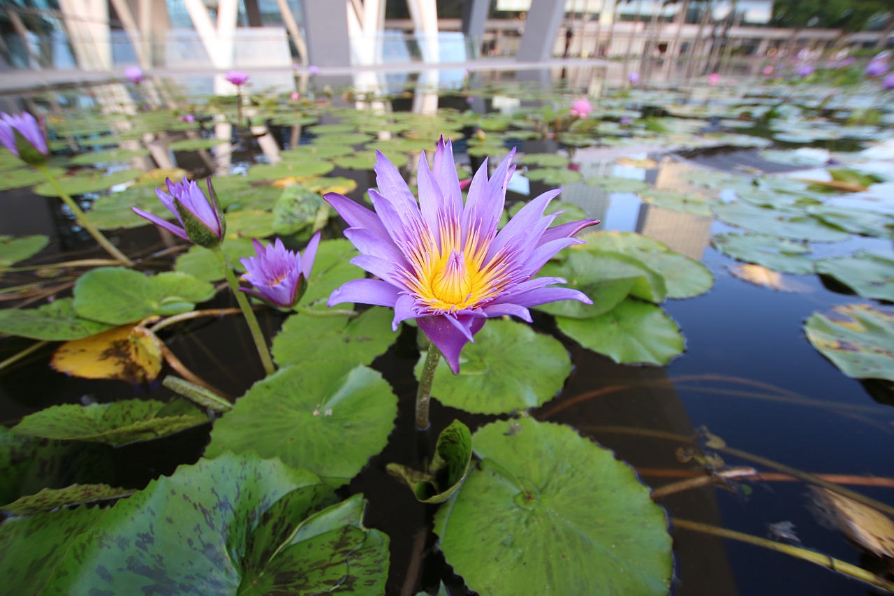 waterlily flower plant free photo