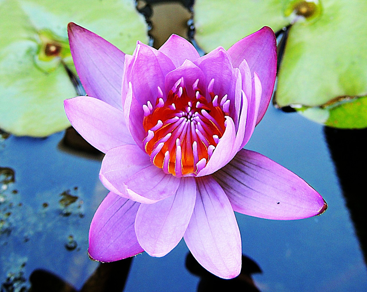 waterlily water flower free photo