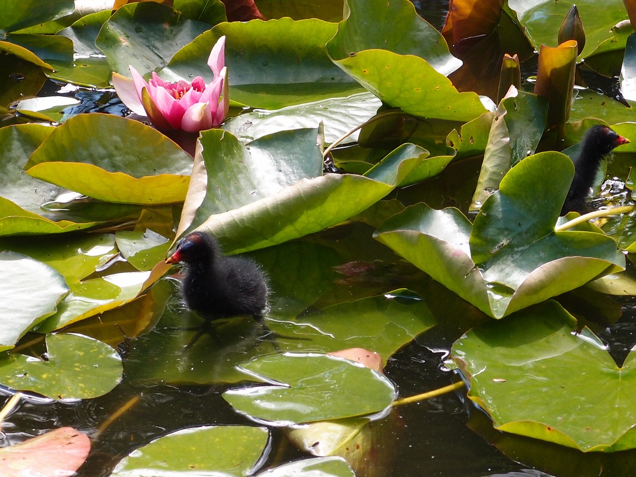 waterlily flower nature free photo