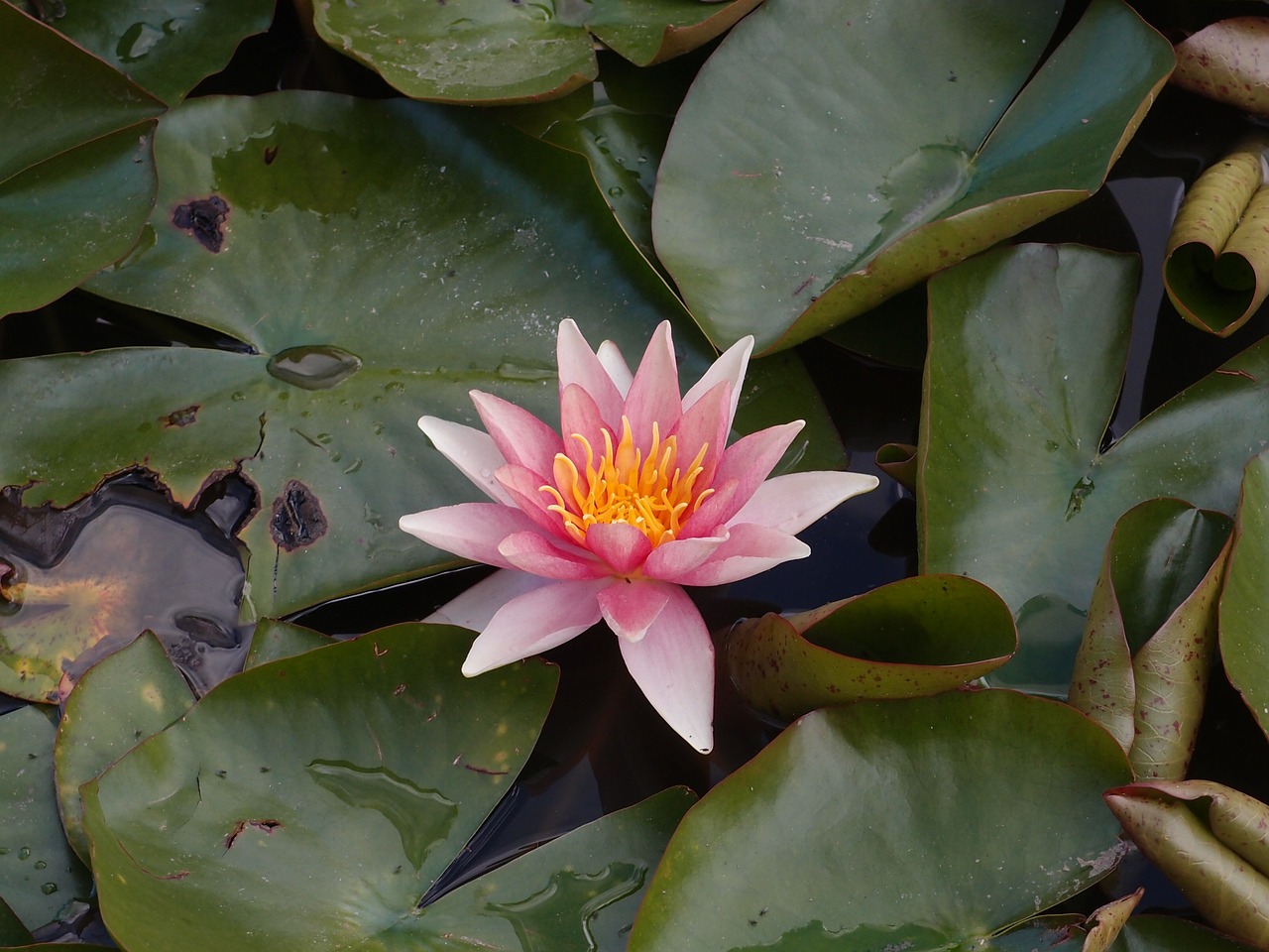 waterlily flower nature free photo