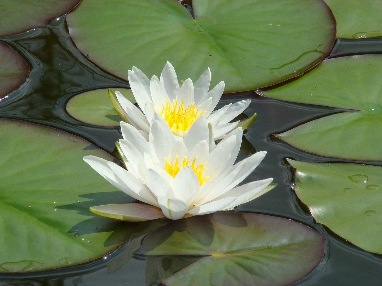 waterlily flower lotus free photo