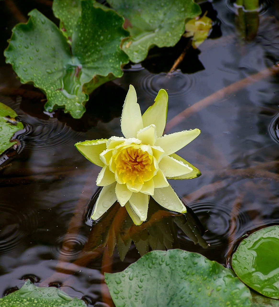 waterlily lily water free photo