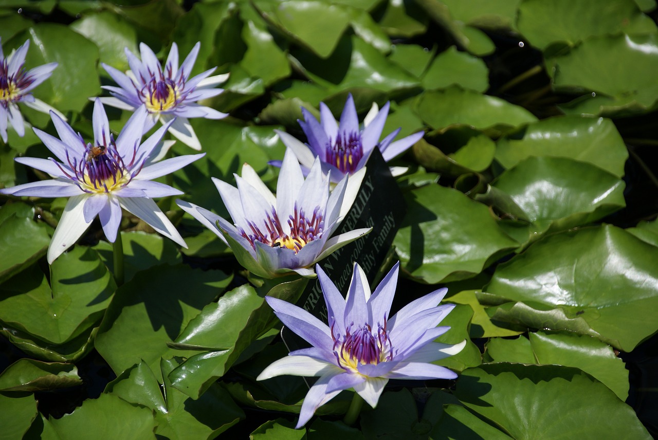 waterlily aquatic lotus free photo