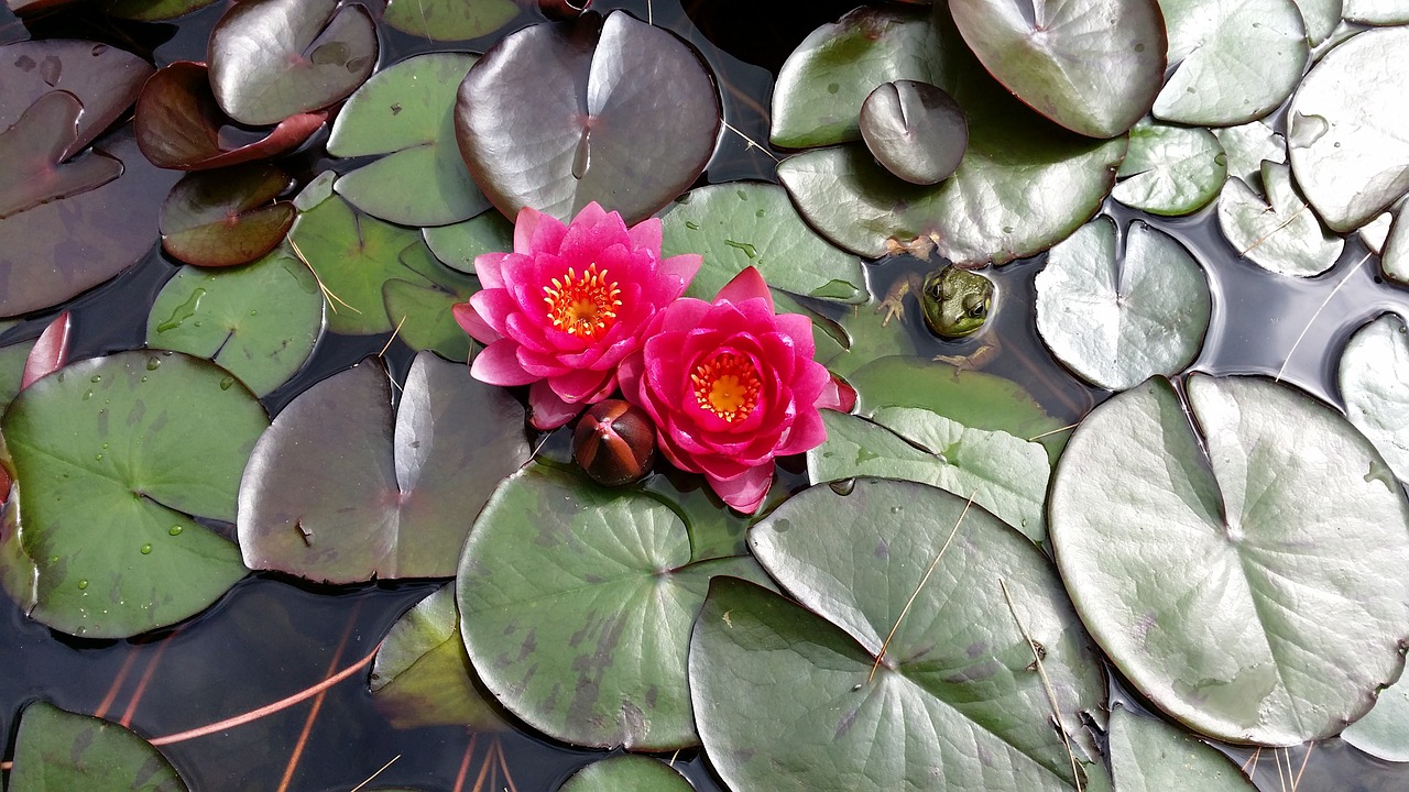 waterlily blossom ornamental pond free photo