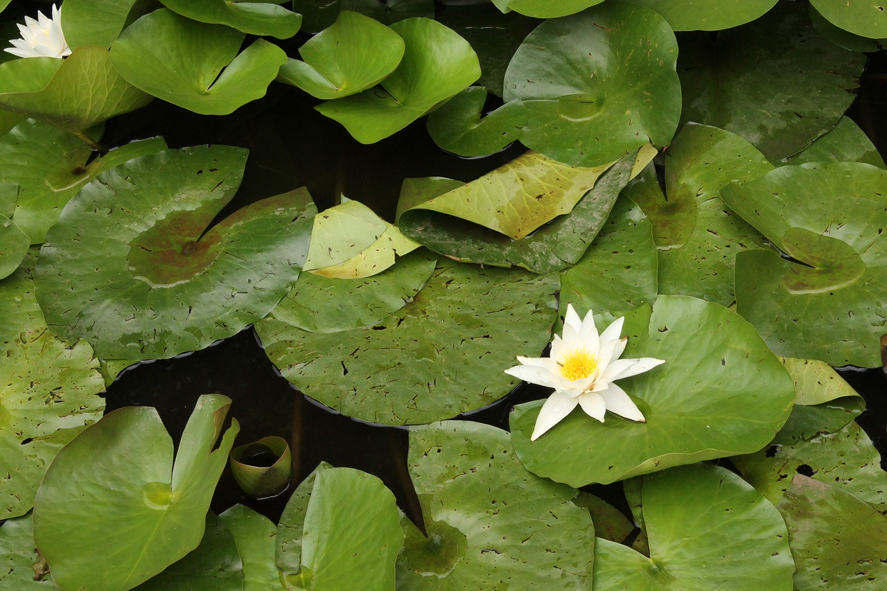 waterlily flower white flower free photo