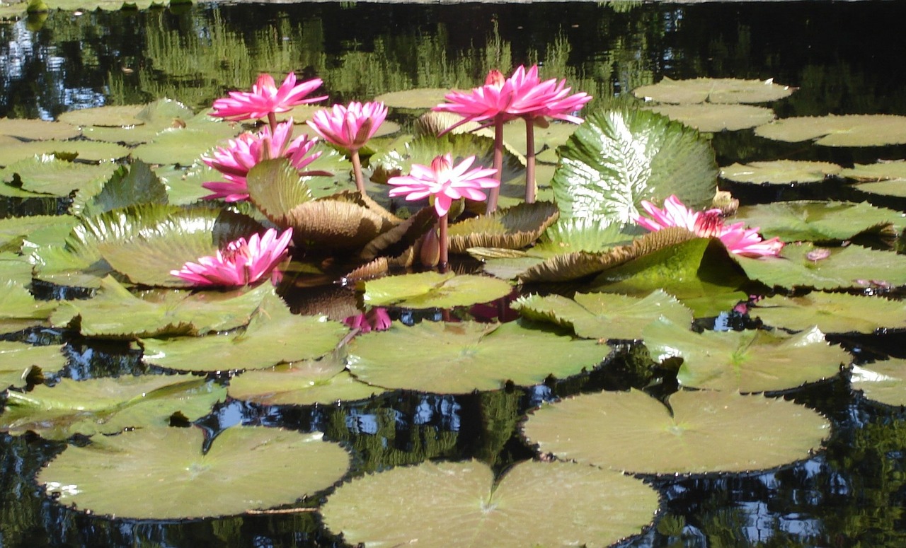 waterlily pond floral free photo