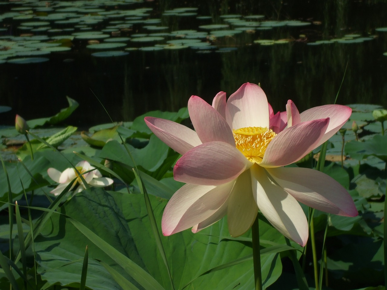 waterlily blossom waterlily lotus free photo