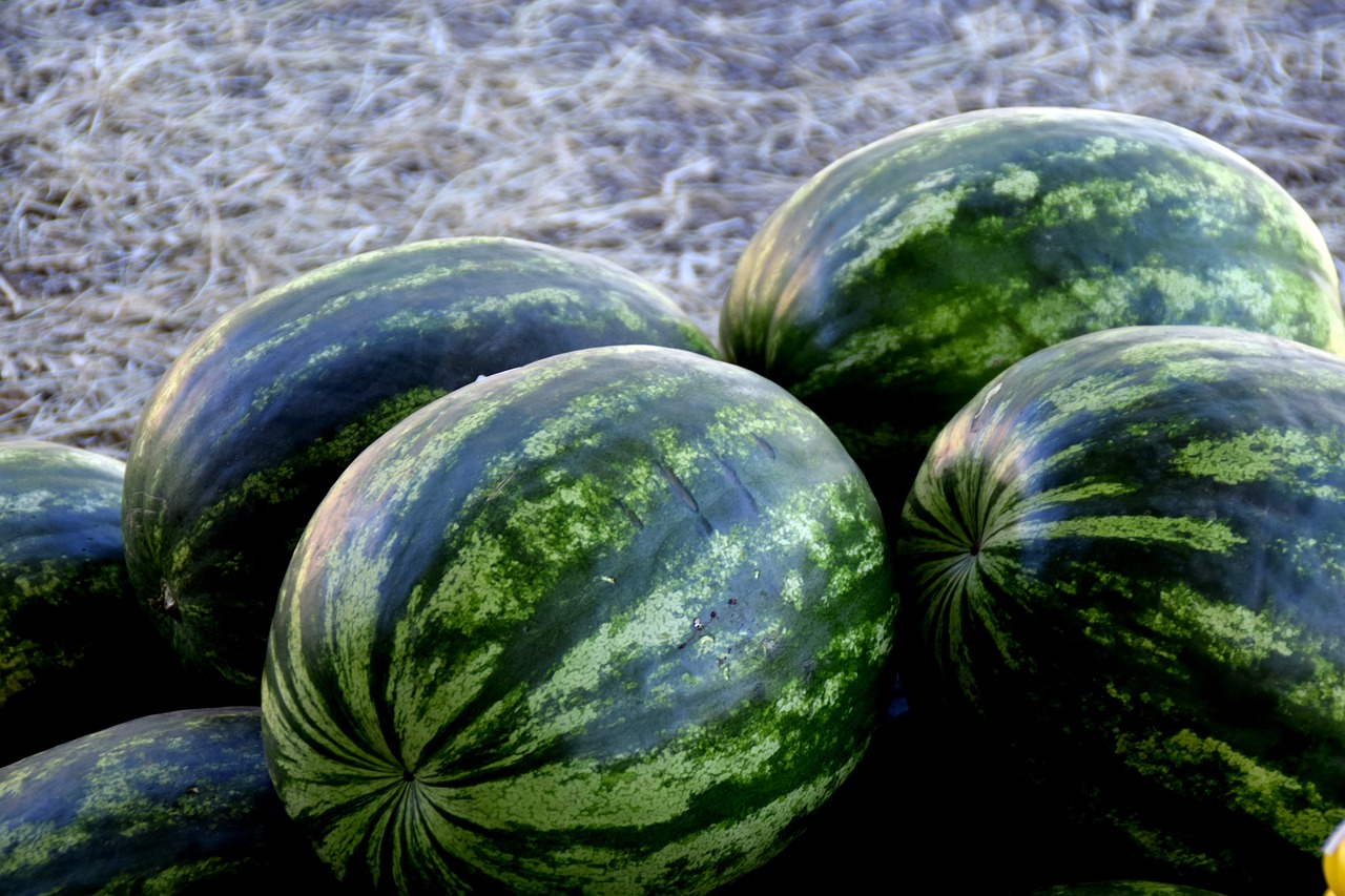 watermelon fruit green free photo