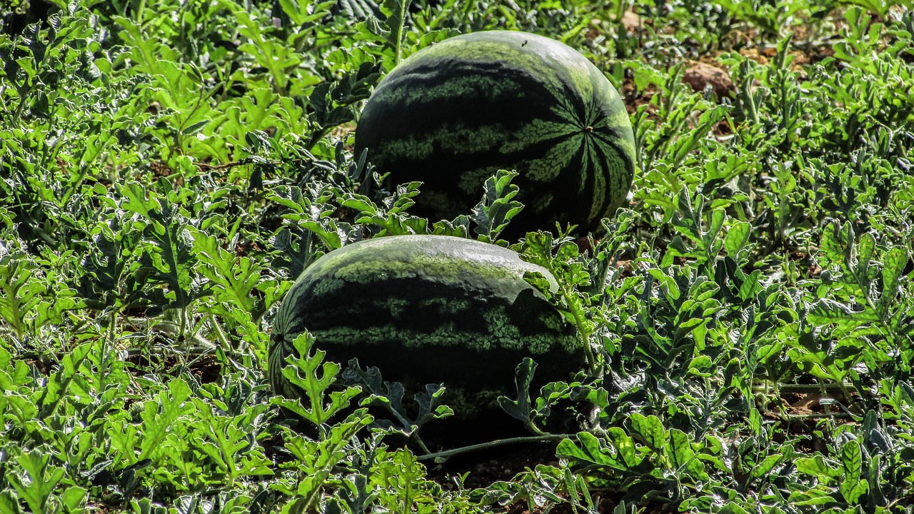 watermelon plant fruit free photo