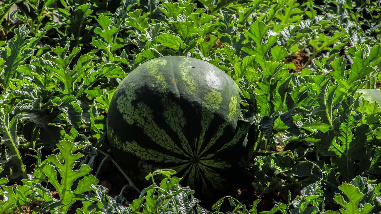 watermelon plant fruit free photo