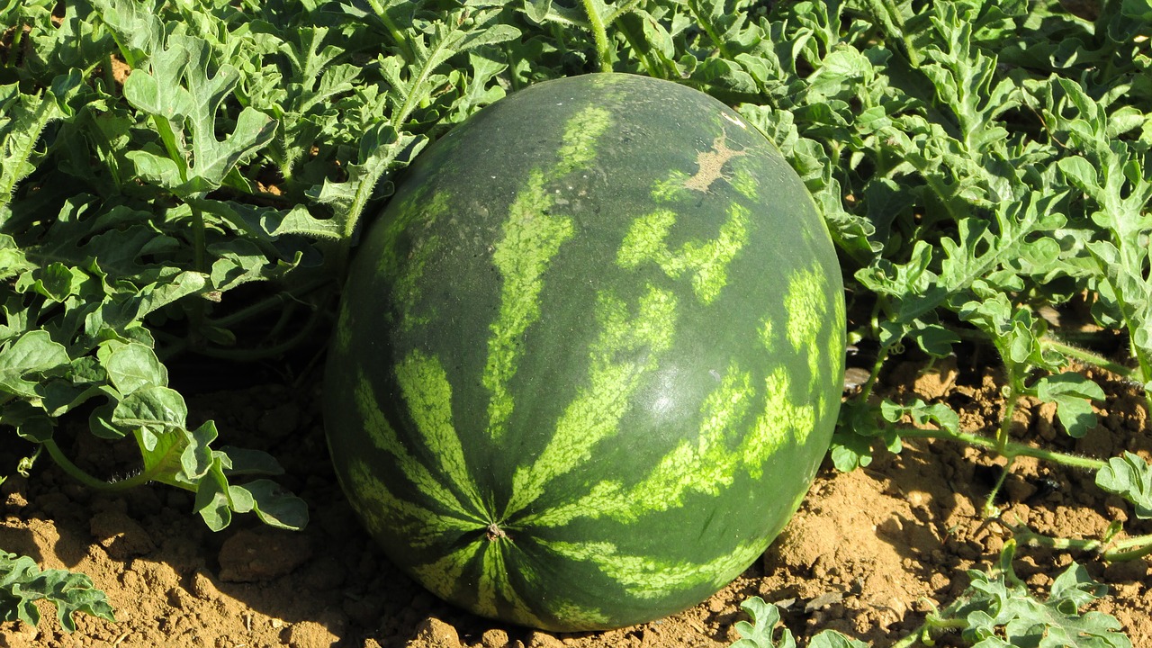watermelon plant agriculture free photo