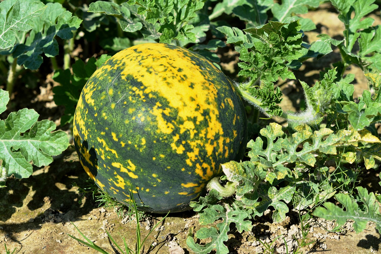 watermelon garden the cultivation of free photo