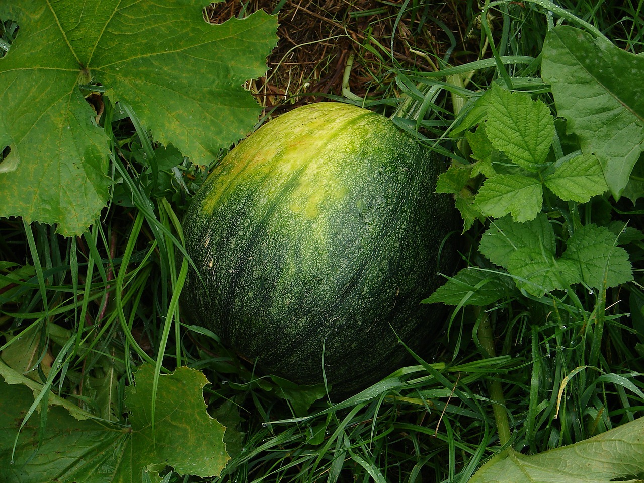 watermelon fruit melons free photo