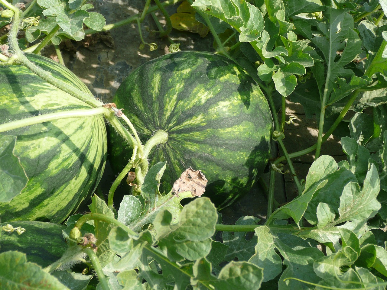 watermelon campaign field free photo