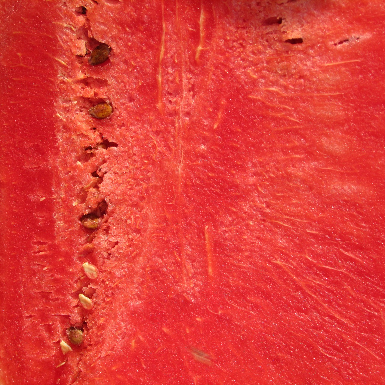 watermelon melon citrullus lanatus free photo
