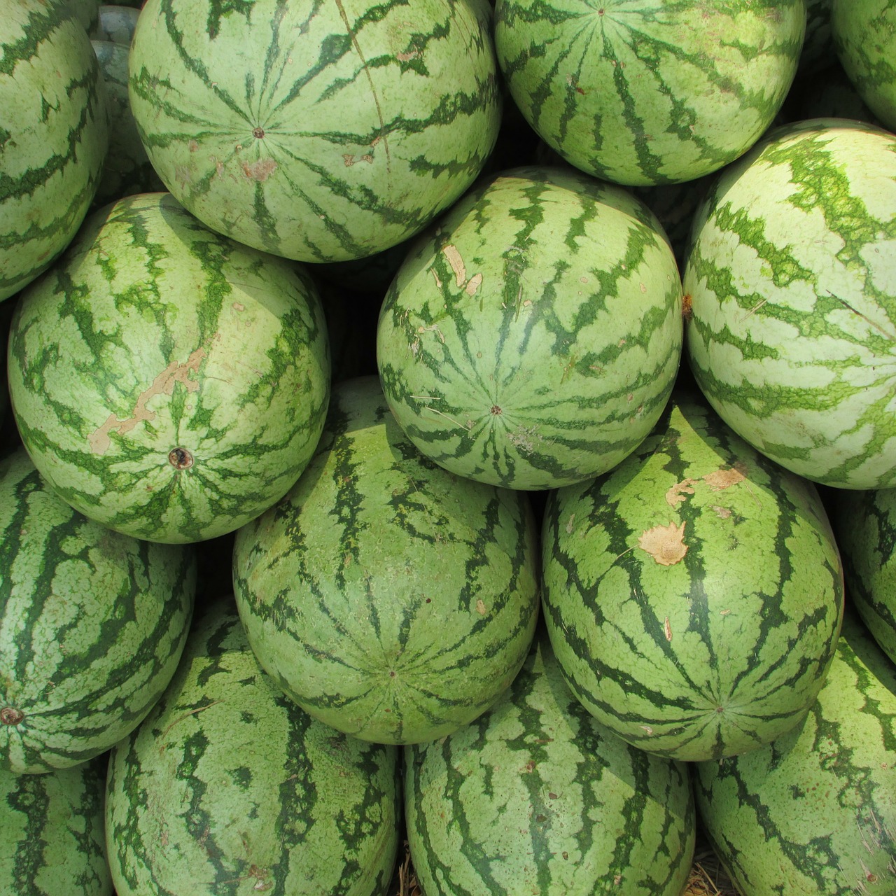 watermelon melon citrullus lanatus free photo