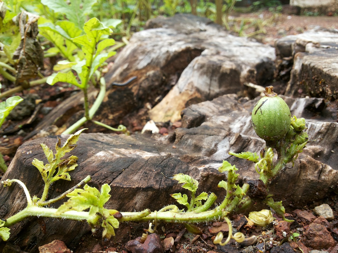 watermelon water melon plant free photo