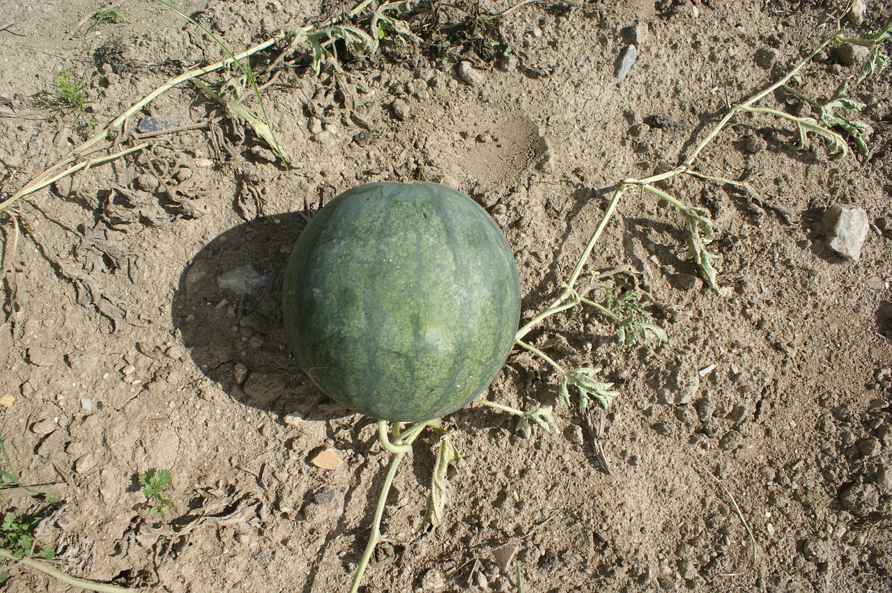 watermelon fruit orchard free photo