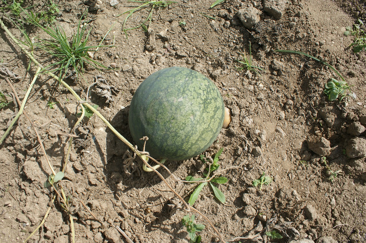 watermelon orchard fruit free photo