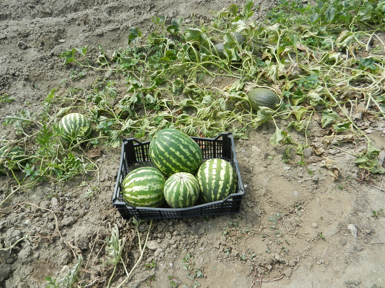 watermelons orchard fruit free photo