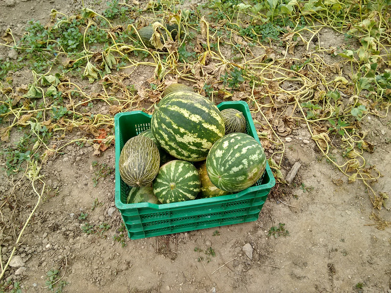 watermelons orchard fruit free photo