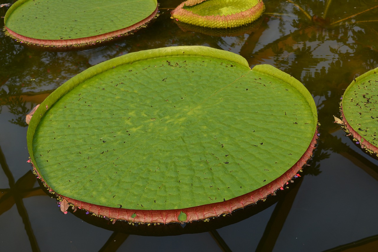 waterplant lily green free photo